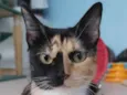 Cookie