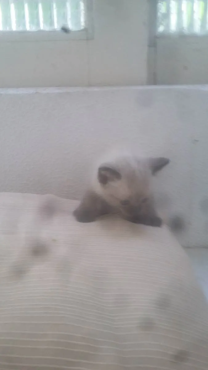 Gato ra a Raça não definida  idade Abaixo de 2 meses nome Lindo filhote trelos