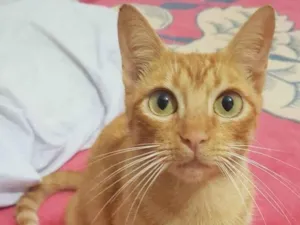 Gato raça Srd idade 7 a 11 meses nome Luna