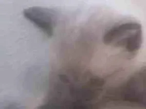 Gato raça Raça não definida  idade Abaixo de 2 meses nome Lindo filhote trelos