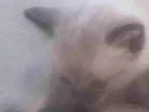Gato ra a Raça não definida  idade Abaixo de 2 meses nome Lindo filhote trelos