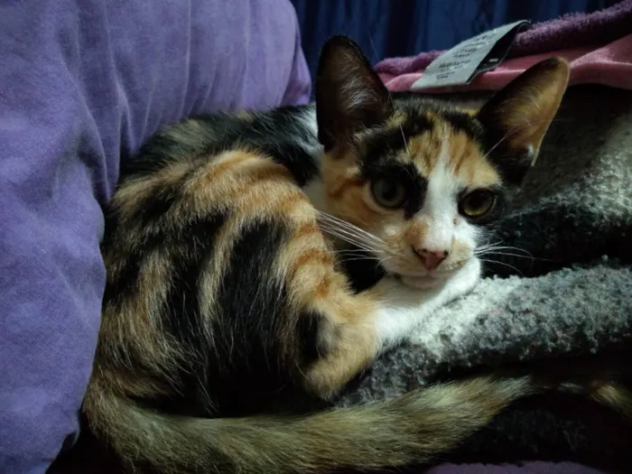 Gato raça Comum idade 2 a 6 meses nome Taylor, Pantera