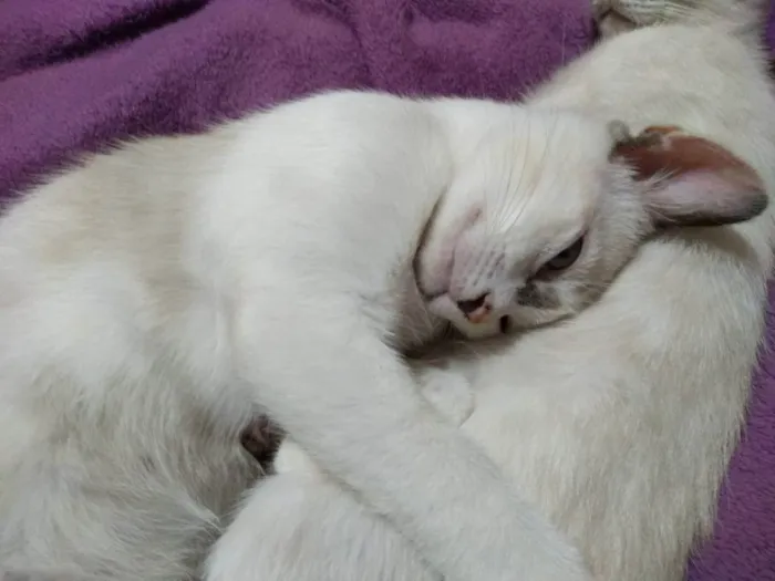 Gato raça Comum idade 2 a 6 meses nome Taylor, Pantera