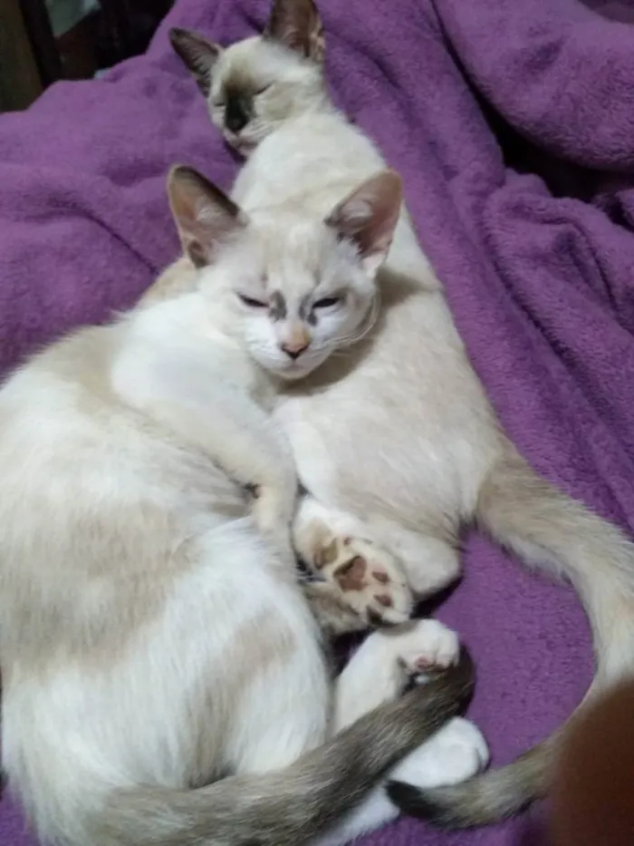 Gato raça Comum idade 2 a 6 meses nome Taylor, Pantera