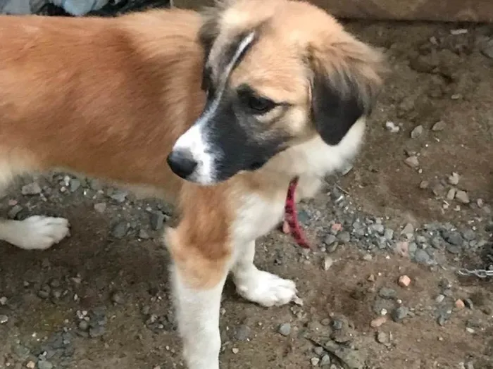 Cachorro ra a Não sei a raça  idade 2 a 6 meses nome Julie