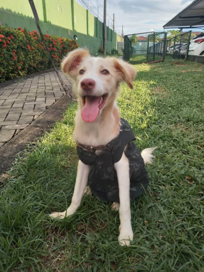 Cachorro ra a Sem raça definida.  idade 2 a 6 meses nome Lorinho.