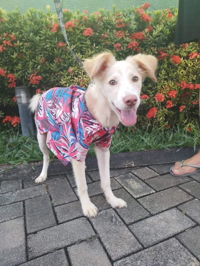Cachorro ra a Sem raça definida.  idade 2 a 6 meses nome Lorinho.