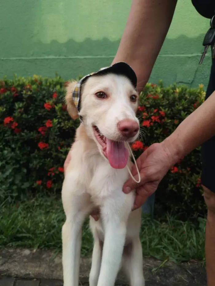 Cachorro ra a Sem raça definida.  idade 2 a 6 meses nome Lorinho.