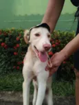 Lorinho.