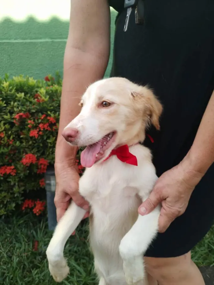 Cachorro ra a Sem raça definida.  idade 2 a 6 meses nome Lorinho.
