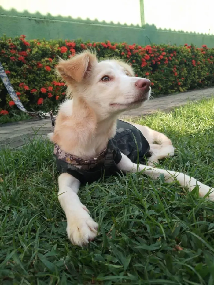 Cachorro ra a Sem raça definida.  idade 2 a 6 meses nome Lorinho.