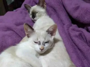 Gato raça Comum idade 2 a 6 meses nome Taylor, Pantera