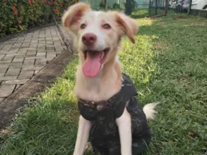 Cachorro raça Sem raça definida.  idade 2 a 6 meses nome Lorinho.