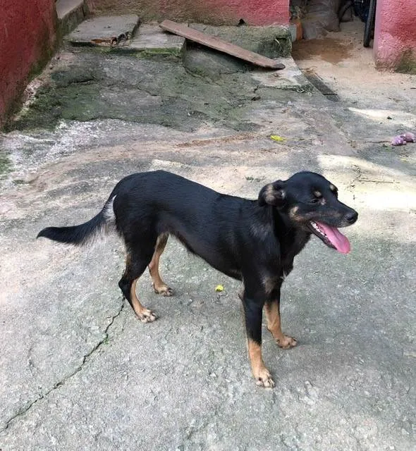 Cachorro raça  Srd idade 7 a 11 meses nome Amora