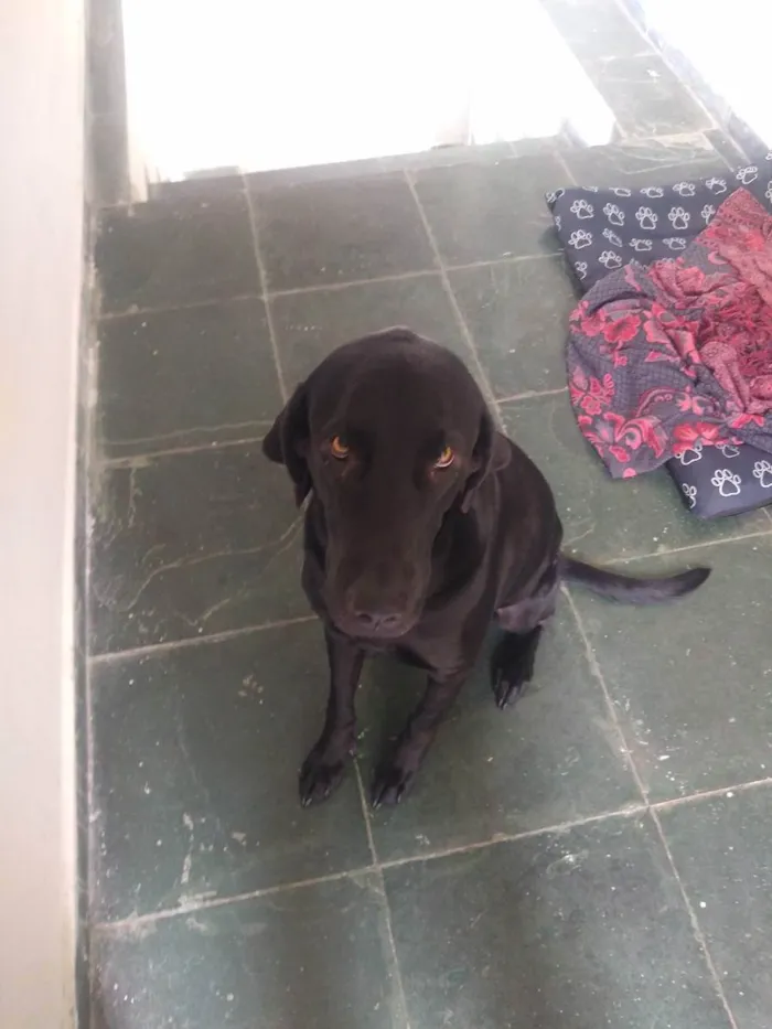 Cachorro ra a Labrador idade 1 ano nome Bolt