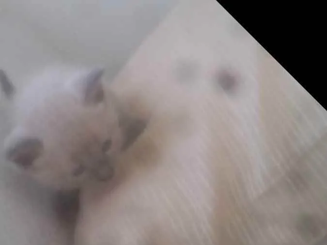 Gato ra a Raça não definida  idade Abaixo de 2 meses nome Lindo filhote trelos