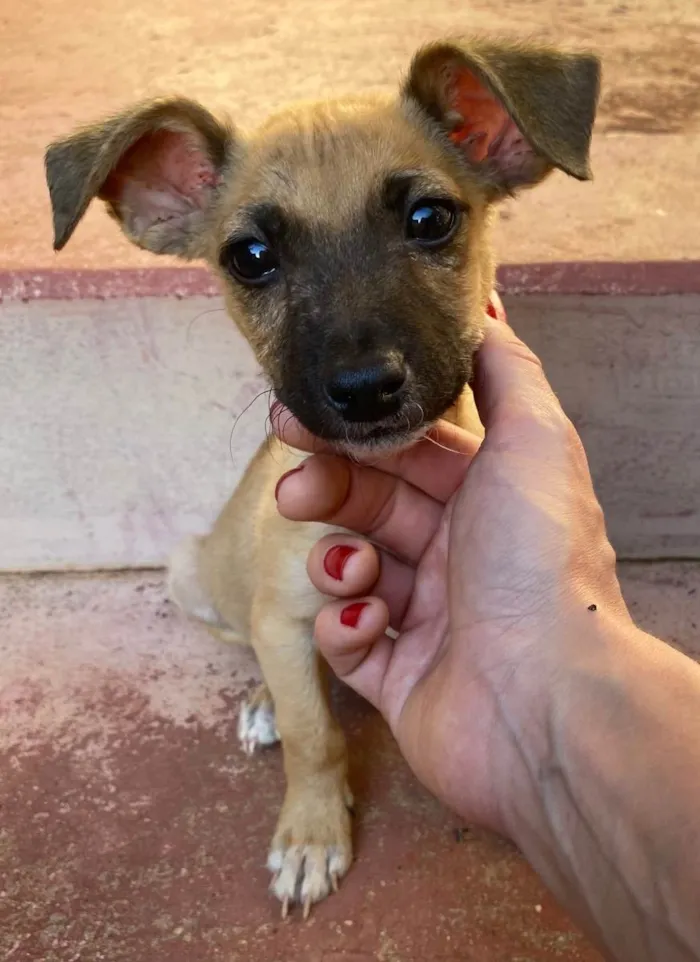 Cachorro ra a  idade Abaixo de 2 meses nome Joaquim 