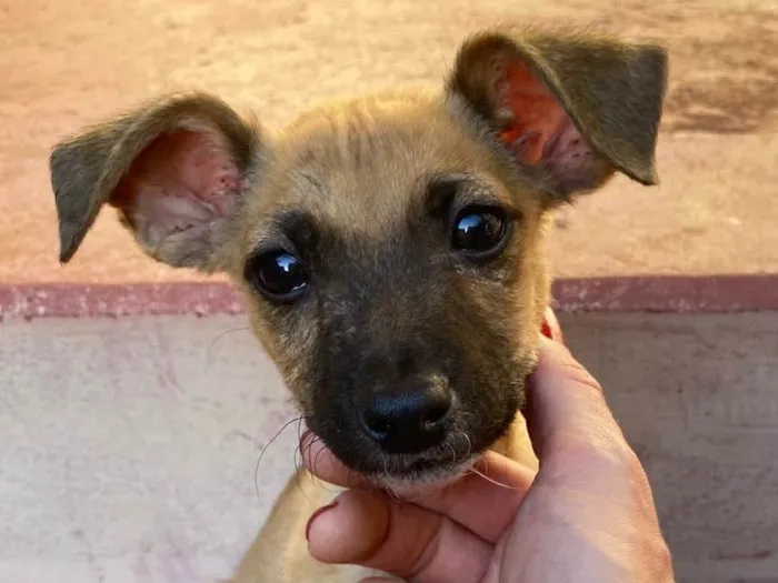 Cachorro ra a  idade Abaixo de 2 meses nome Joaquim 