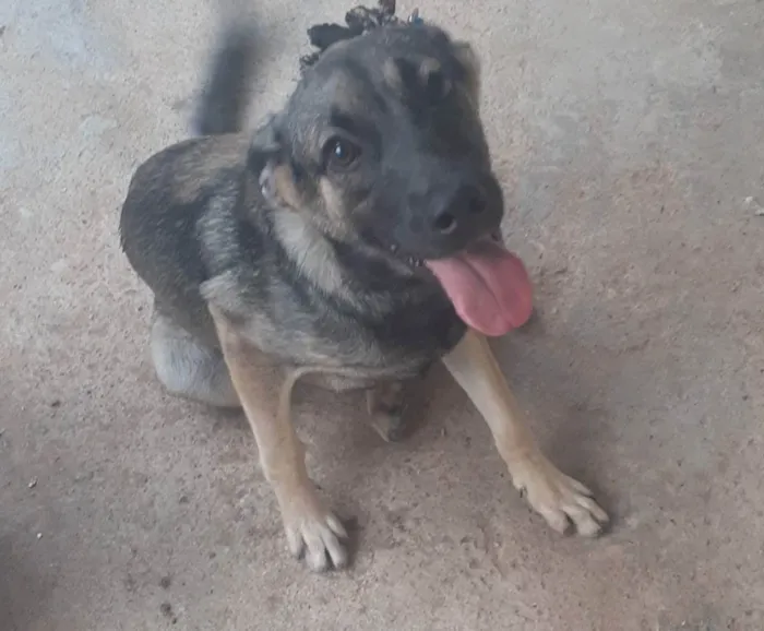 Cachorro raça Vira lata idade 2 anos nome Thedy Marley