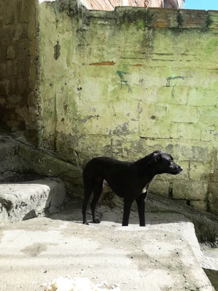 Cachorro ra a Não sei  idade 2 anos nome Não sei 