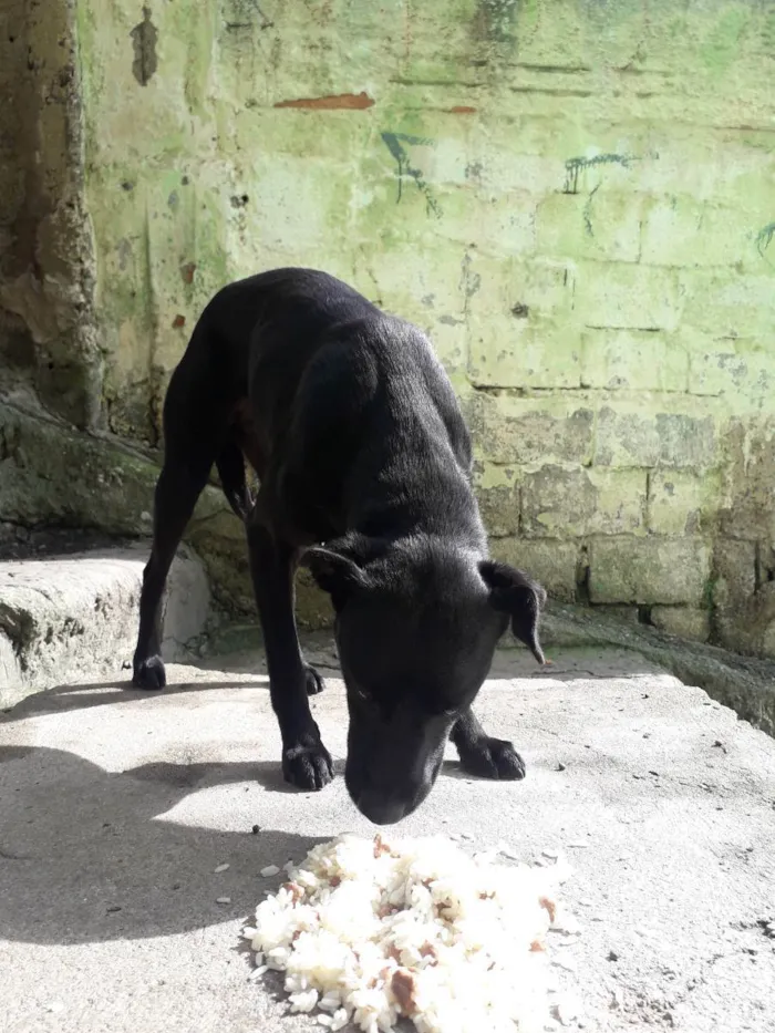 Cachorro ra a Não sei  idade 2 anos nome Não sei 