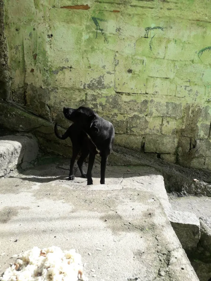 Cachorro ra a Não sei  idade 2 anos nome Não sei 