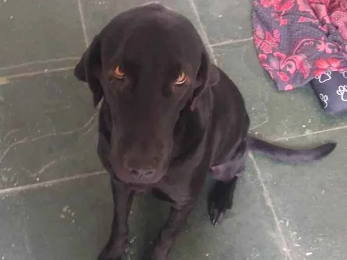 Cachorro ra a Labrador idade 1 ano nome Bolt