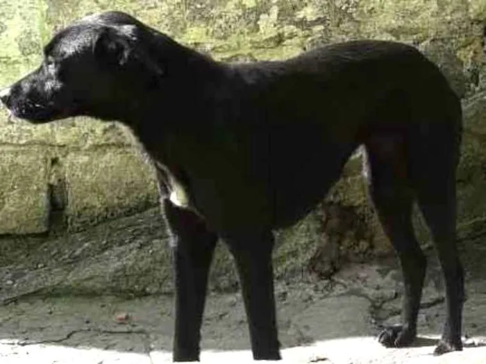 Cachorro ra a Não sei  idade 2 anos nome Não sei 