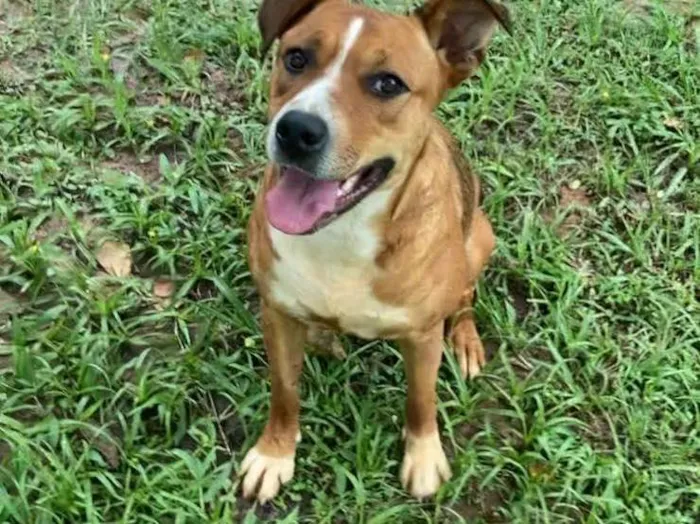 Cachorro ra a SRD idade 2 anos nome Sassa