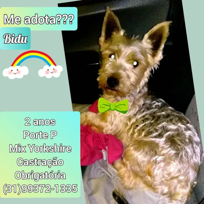 Cachorro raça Mix yorkshire  idade 2 anos nome Bidu