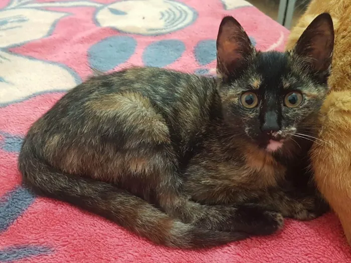 Gato raça Srd idade 2 a 6 meses nome Livia