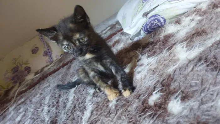 Gato raça Srd idade 2 a 6 meses nome Lua