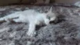 Lua