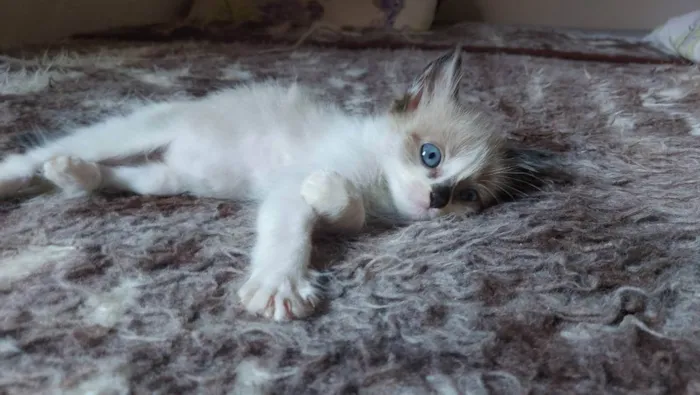 Gato raça Srd idade 2 a 6 meses nome Lua