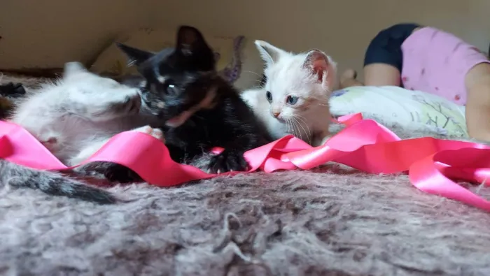 Gato raça Srd idade 2 a 6 meses nome Lua