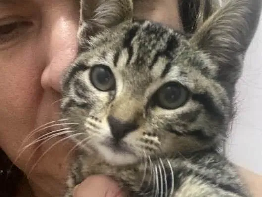 Gato raça Srd idade 2 a 6 meses nome Belzinha