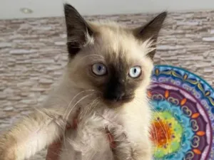 Gato raça Srd idade 2 a 6 meses nome Ana Maria