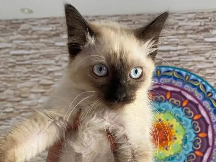 Gato raça Srd idade 2 a 6 meses nome Ana Maria