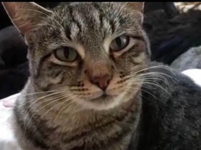 Gato raça Srd idade 1 ano nome Giorgio Armani 