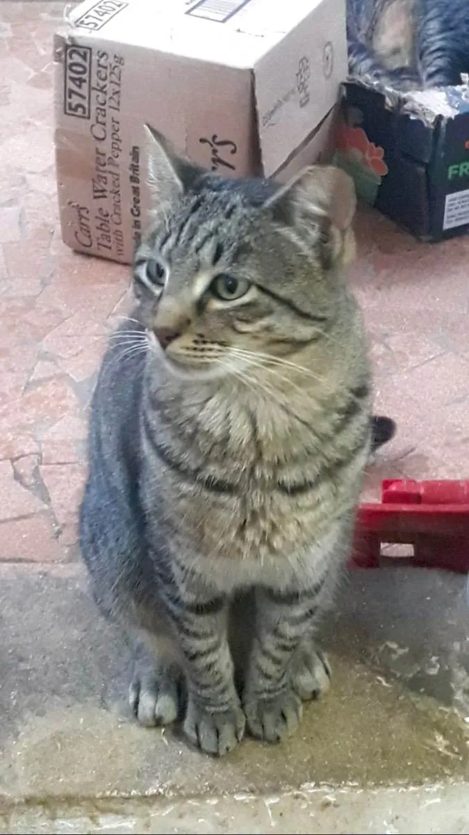 Gato raça Srd idade 1 ano nome Giorgio Armani 