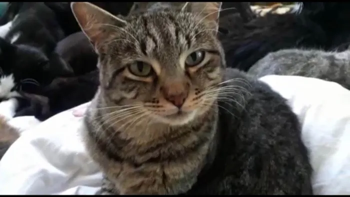 Gato raça Srd idade 1 ano nome Giorgio Armani 