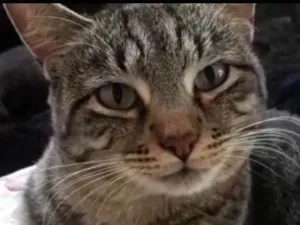 Gato raça Srd idade 1 ano nome Giorgio Armani 