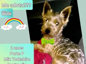 Cachorro raça Mix yorkshire  idade 2 anos nome Bidu