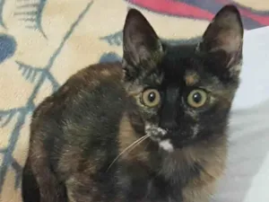 Gato raça Srd idade 2 a 6 meses nome Livia