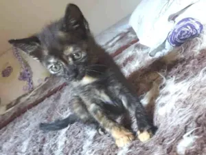 Gato raça Srd idade 2 a 6 meses nome Lua