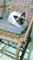 Gato raça Siamêsa idade 2 a 6 meses nome Surya bb5 meses 