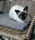 Gato raça Siamêsa idade 2 a 6 meses nome Surya bb5 meses 