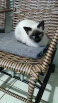 Gato raça Siamêsa idade 2 a 6 meses nome Surya bb5 meses 
