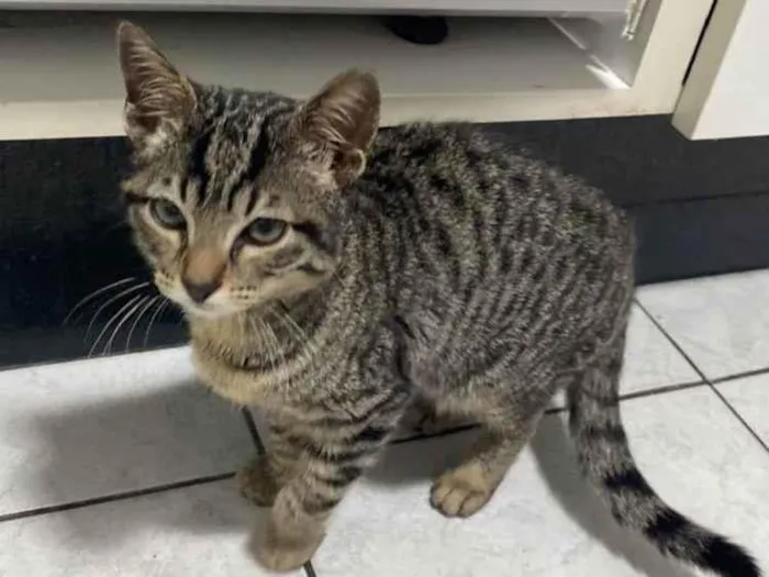 Gato raça Srd idade 2 a 6 meses nome Belzinha