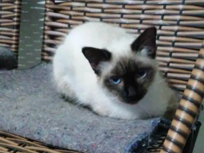 Gato raça Siamêsa idade 2 a 6 meses nome Surya bb5 meses 